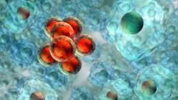 metamosxefeis kitarwn