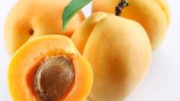 Apricot