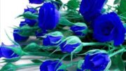blue-rose