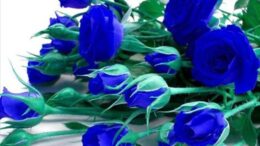 blue-rose