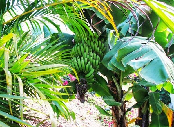 prasines_bananes