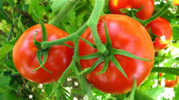 tomates1