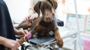dilitiriasi_dog