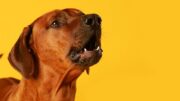 Bellender Hund