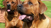 dog-diatrofi