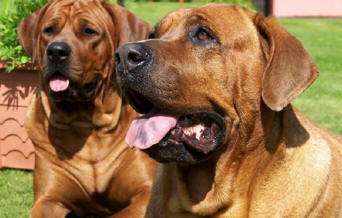 dog-diatrofi