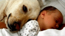 babiesandpets